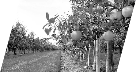 Спор о яблоневых садах